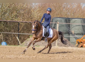 NRPS, Hengst, 3 Jaar, 153 cm, Falbe