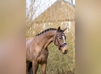 NRPS, Hengst, 3 Jaar, 153 cm, Falbe