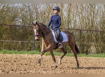 NRPS, Hengst, 3 Jaar, 153 cm, Falbe