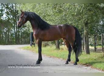 NRPS, Hengst, 3 Jaar, 165 cm, Bruin