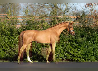 NRPS, Hengst, 3 Jaar, 167 cm, Vos