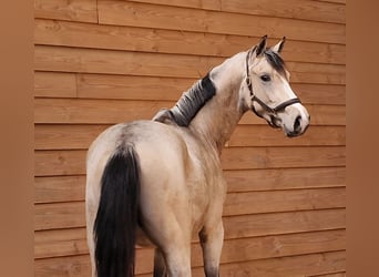 NRPS, Hengst, 3 Jaar, Buckskin