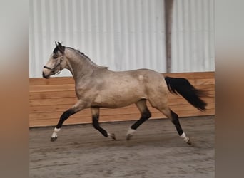 NRPS, Hengst, 3 Jaar, Buckskin