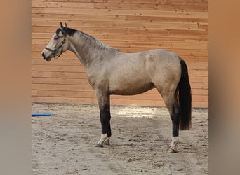 NRPS, Hengst, 3 Jaar, Buckskin