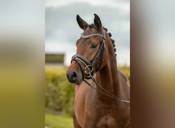 NRPS, Hengst, 3 Jahre, 142 cm, Brauner