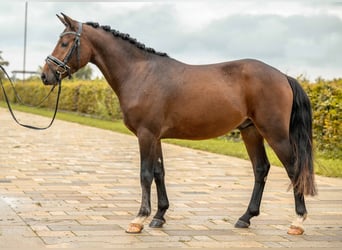 NRPS, Hengst, 3 Jahre, 142 cm, Brauner