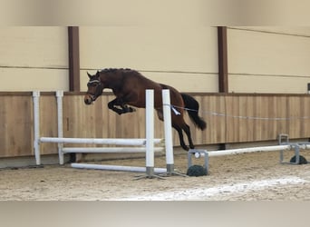 NRPS, Hengst, 3 Jahre, 144 cm, Dunkelbrauner