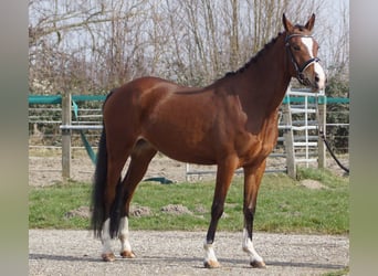 NRPS, Hengst, 3 Jahre, 145 cm, Brauner