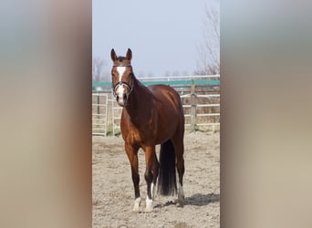 NRPS, Hengst, 3 Jahre, 145 cm, Brauner