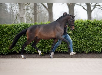 NRPS, Hengst, 3 Jahre, 145 cm, Dunkelbrauner