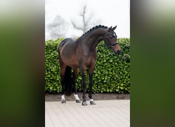 NRPS, Hengst, 3 Jahre, 145 cm, Dunkelbrauner