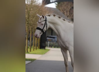 NRPS, Hengst, 3 Jahre, 145 cm, Perlino