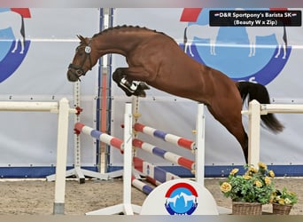 NRPS, Hengst, 3 Jahre, 146 cm, Brauner