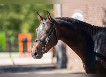 NRPS, Hengst, 3 Jahre, 147 cm, Dunkelbrauner