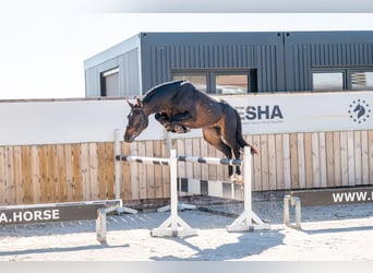 NRPS, Hengst, 3 Jahre, 147 cm, Dunkelbrauner