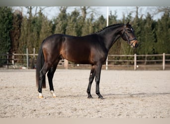 NRPS, Hengst, 3 Jahre, 147 cm, Dunkelbrauner