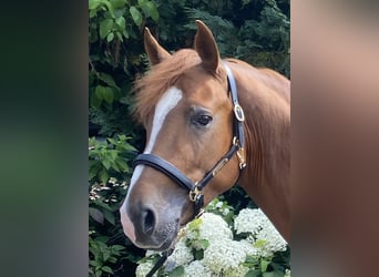 NRPS, Hengst, 3 Jahre, 147 cm, Dunkelfuchs