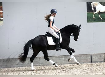 NRPS, Hengst, 3 Jahre, 147 cm, Rappe