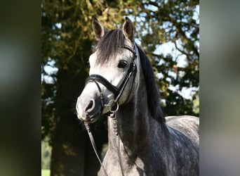 NRPS Mix, Hengst, 3 Jahre, 147 cm, Schimmel