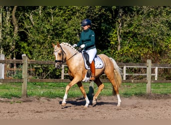 NRPS, Hengst, 3 Jahre, 152 cm, Palomino