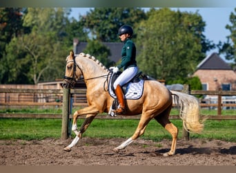 NRPS, Hengst, 3 Jahre, 152 cm, Palomino