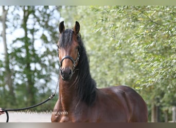 NRPS, Hengst, 3 Jahre, 165 cm, Brauner