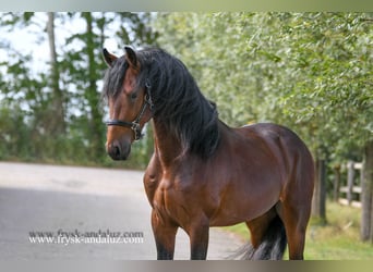 NRPS, Hengst, 3 Jahre, 165 cm, Brauner