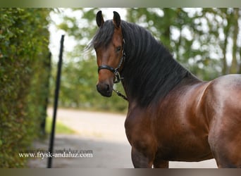NRPS, Hengst, 3 Jahre, 165 cm, Brauner