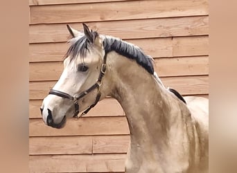 NRPS, Hengst, 3 Jahre, Buckskin