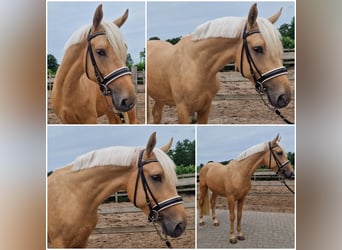 NRPS, Hengst, 3 Jahre, Falbe