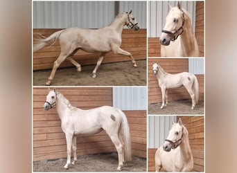 NRPS, Hengst, 3 Jahre, Palomino