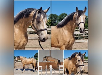 NRPS, Hengst, 3 Jahre