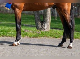 NRPS, Hengst, 4 Jaar, 148 cm, Bruin