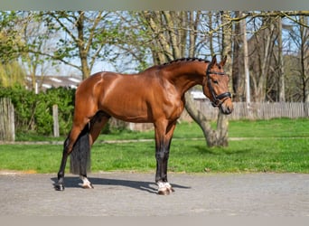 NRPS, Hengst, 4 Jaar, 148 cm, Bruin