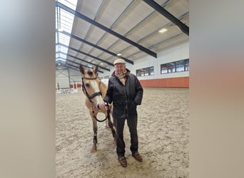 NRPS, Hengst, 4 Jaar, 148 cm, Palomino