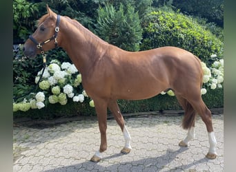 NRPS, Hengst, 4 Jahre, 147 cm, Dunkelfuchs