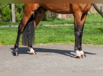 NRPS, Hengst, 4 Jahre, 148 cm, Brauner