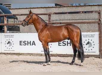 NRPS, Hengst, 4 Jahre, 148 cm, Brauner