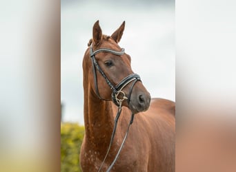 NRPS, Hengst, 4 Jahre, 148 cm, Fuchs