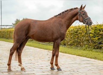NRPS, Hengst, 4 Jahre, 148 cm, Fuchs