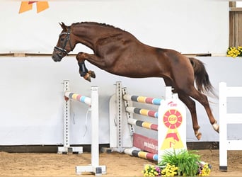 NRPS, Hengst, 4 Jahre, 148 cm, Fuchs