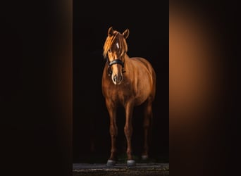 NRPS, Hengst, 4 Jahre, 156 cm, Fuchs