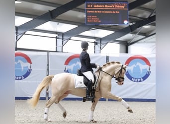 NRPS, Hengst, 5 Jaar, 145 cm, Perlino