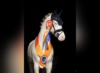 NRPS, Hengst, 5 Jaar, 145 cm, Perlino