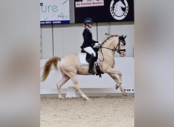 NRPS, Hengst, 5 Jaar, 145 cm, Perlino