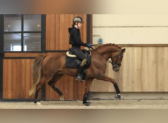 NRPS, Hengst, 5 Jaar, 148 cm, Vos