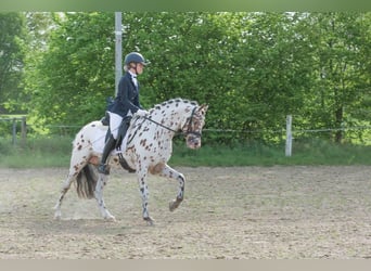 NRPS, Hengst, 6 Jahre, 144 cm, Tigerschecke
