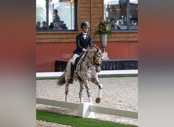 NRPS, Hengst, 6 Jahre, 144 cm, Tigerschecke