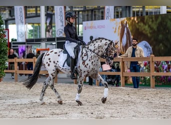 NRPS, Hengst, 6 Jahre, 144 cm, Tigerschecke