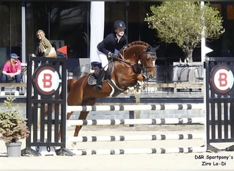 NRPS, Hengst, 9 Jahre, 148 cm, Fuchs